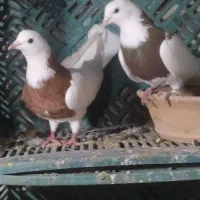 سه جفت طوقی کهنه ۱۱تاجوجه