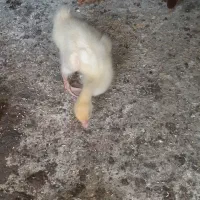 جوجه قو غاز سفید