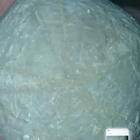فسیل|کلکسیون اشیاء عتیقه|تهران, ولنجک|دیوار