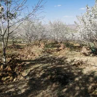 باغ-بادام-مزرعه