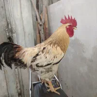 خروس چاق