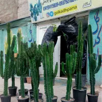 پاچیراکنارسالنی بزرگ کاکتوس انجنس گل خاص جدیدبامبو