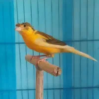 پرنده|پرنده|کوهدشت, |دیوار