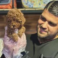 سگ پودل سایز ریز فنجونی