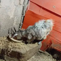 بز نر جوان