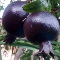 گل انار سیاه