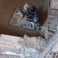 مرغ با خلفه گلین برازجان