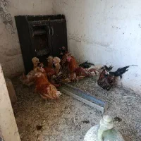 پنج عدد خروس سه تا مرغ