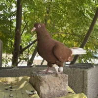 ۴ عدد دم سفید ماده فنوتیپ و ژنوتیپ تضمین