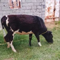 لیشه سمینتال
