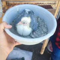جوجه کلاغ کربلایی سبز کاکلی