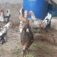 فروش مرغ گلین