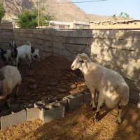 فروش قوچ