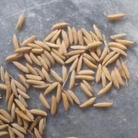 بذر دمسیاه بدون دله