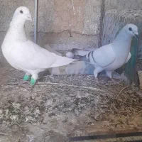 کفتر شامی