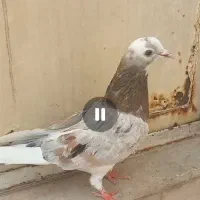 کبوتر. هما. سرور. و شازده وابلغ