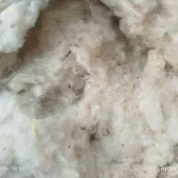 پنبه