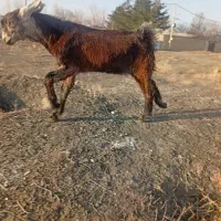 بزغاله نرپاکستانی