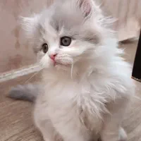 گربه بریتیش