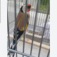 سهره نر