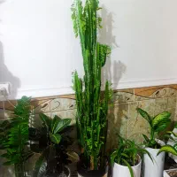 گل  طبیعی