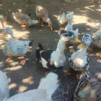 اردک و بوقلمون فروشی