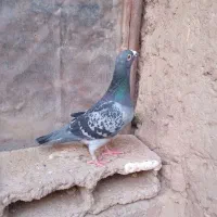 ۳ عدد کفتر دو تا نر یک ماده درجه یک