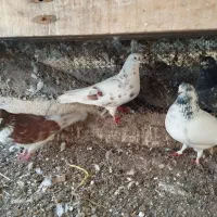 کبوتر|پرنده|تالش, جوکندان|دیوار