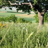 زمین-کشاورزی
