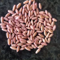 گندم بذر