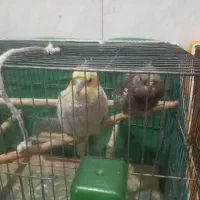 یک جفت عروس بالغ