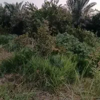 باغ