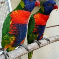 خریدو فروش طوطی سانان/ شاه طوطی/ ملنگو /کاسکو