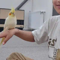 عروس هلندی دسباز