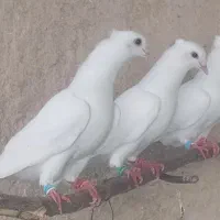 کبوتر سفید