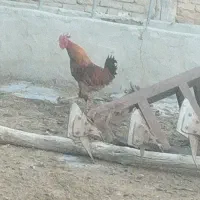 خرو. س|حیوانات مزرعه|لالجین, |دیوار
