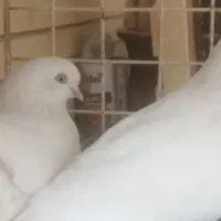 جفت کبوتر چشم نوک سفید  .. آگهی رو بخونید