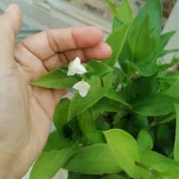 پک گلهای 200 تومانی