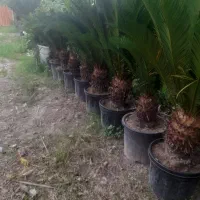سیکاس تنه قوی