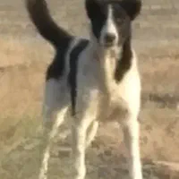 ماده قهدرجونی نگهبان. توله امریکن فول کیفیت