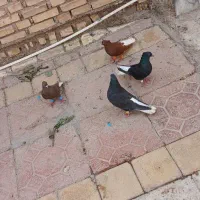 خرمشهر|پرنده|آق قلا, |دیوار