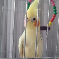 عروس هلندی گم شده