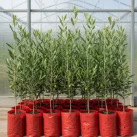 نهال زیتون در بسته‌های ویژه و تخفیف به همراه هدیه