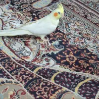 عروس هلندی