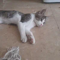 واگذاری گربه ملوس