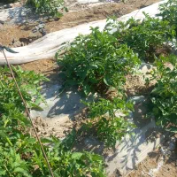 فروش گوجه بذر برو بیا گل به سر
