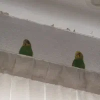 ۳تا مرغ عشق زیبا و قشنگ