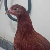 مرغ رسمی