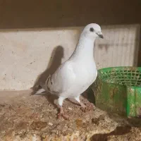 کفتر دم سفید شامی