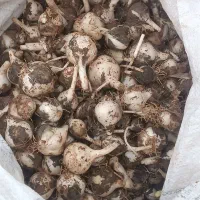 موسیر|خوردنی و آشامیدنی|کوهرنگ, |دیوار